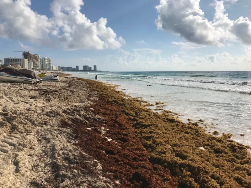 Sargassum seaweed in Cancun 2018 - Cancun seaweed on the beach 