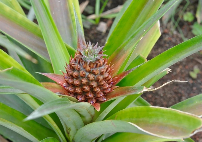Baby pineapple in the Azores