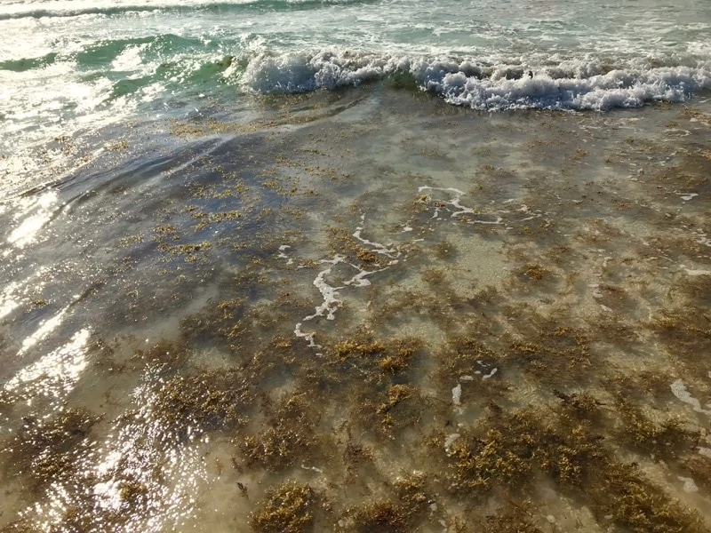 Sargassum seaweed at a beach in the Caribbean. 