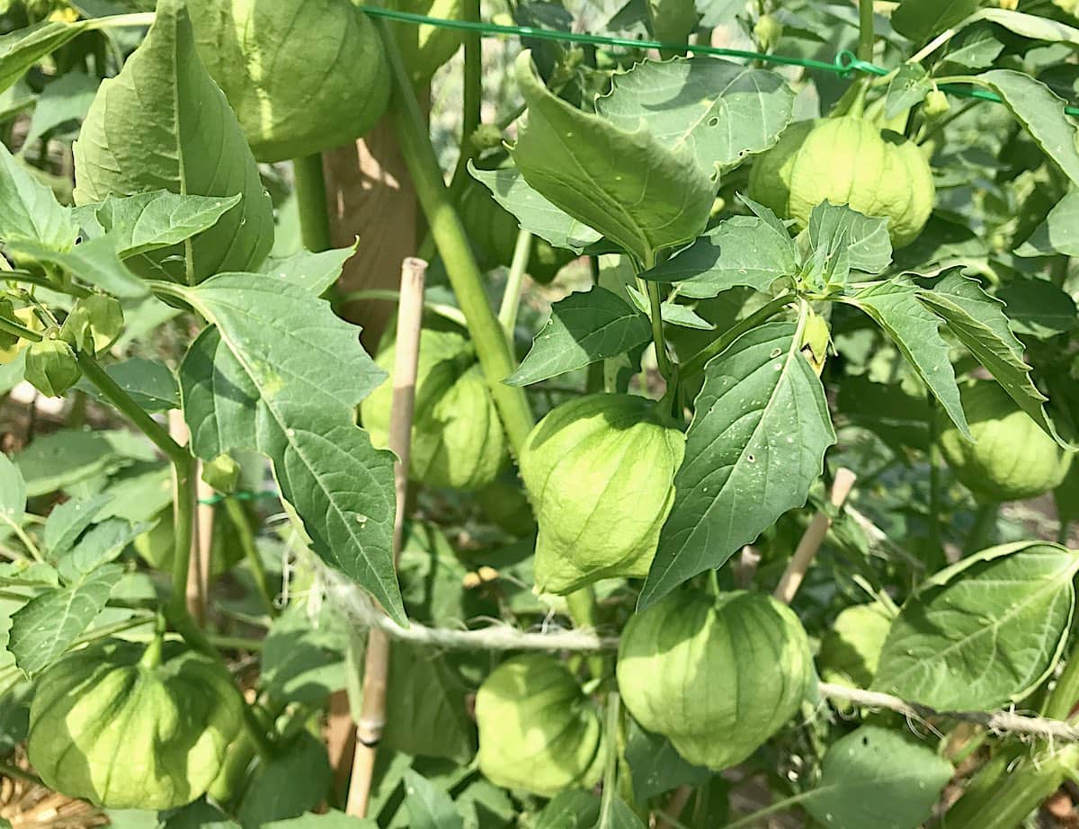 Tomatillos growing on a plant with husks.