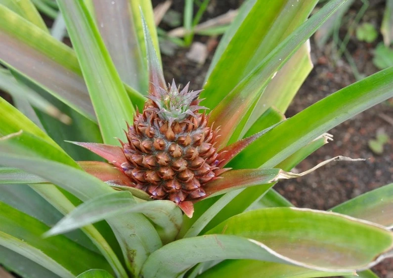 Baby pineapple growing in greenhouse in the Azores.