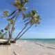 Palm trees on Juanillo beach a secluded Punta Cana beach in Dominican Republic.