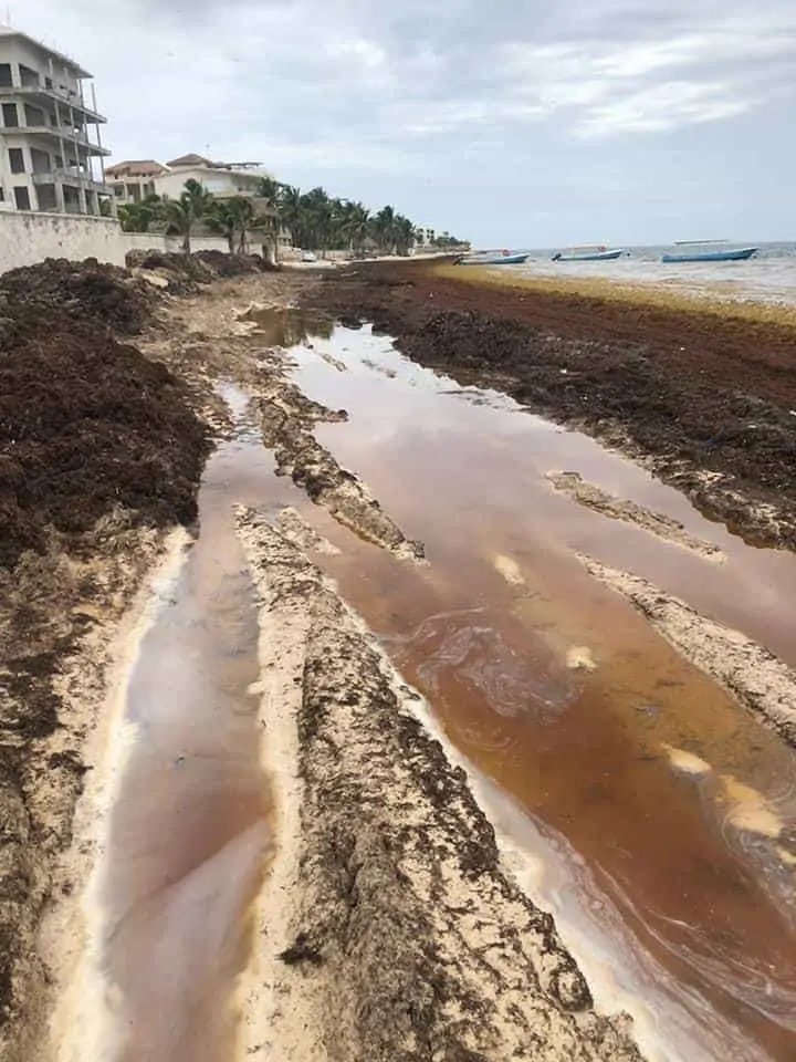 Brown sargassum at Azul beach in Cancun seaweed season 2021.