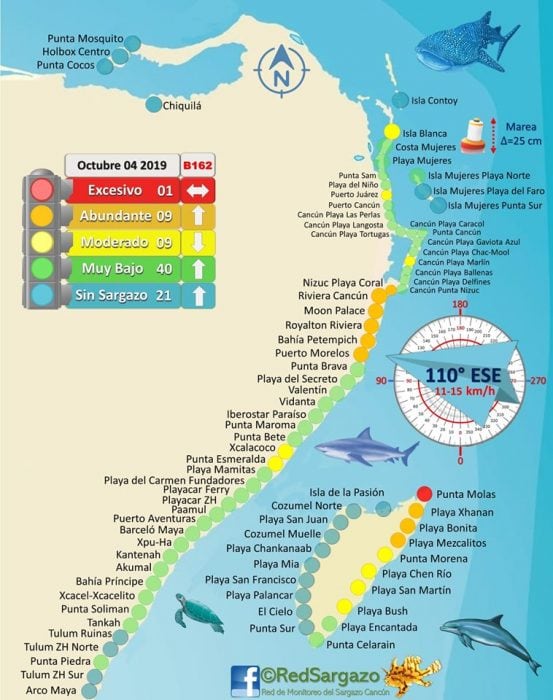 Visiting Cancun? Here's an Update on Seaweed Conditions A Taste for
