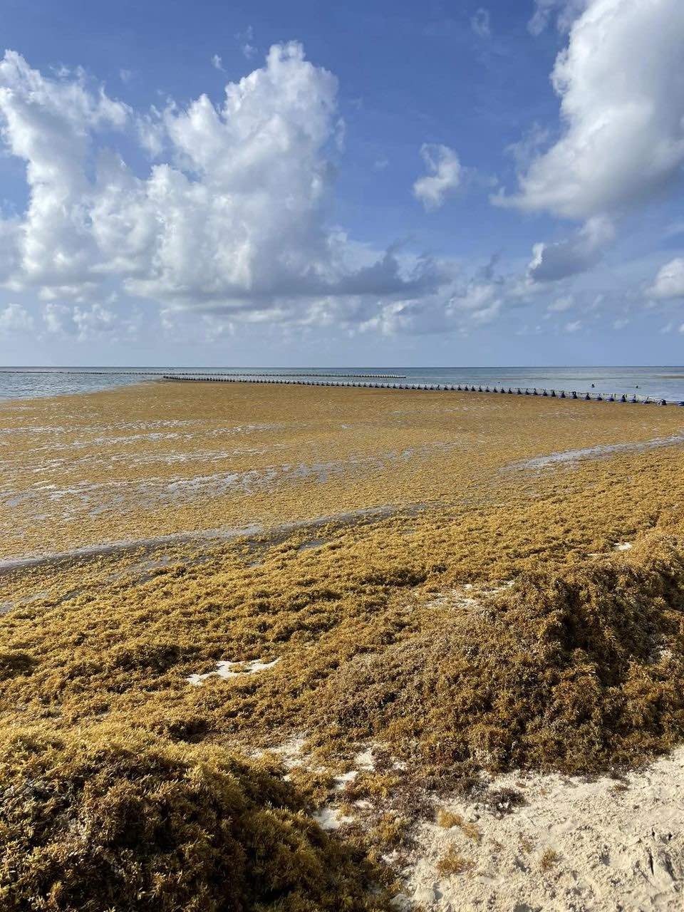 Insider's Guide to Seaweed Conditions in Cancun and Riviera Maya (in 2024)