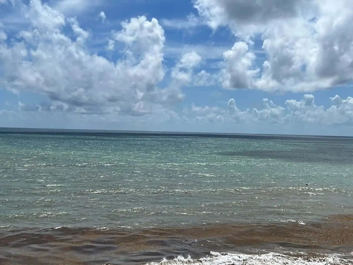 Seaweed in Puerto Morelos Oct 22, 2022.