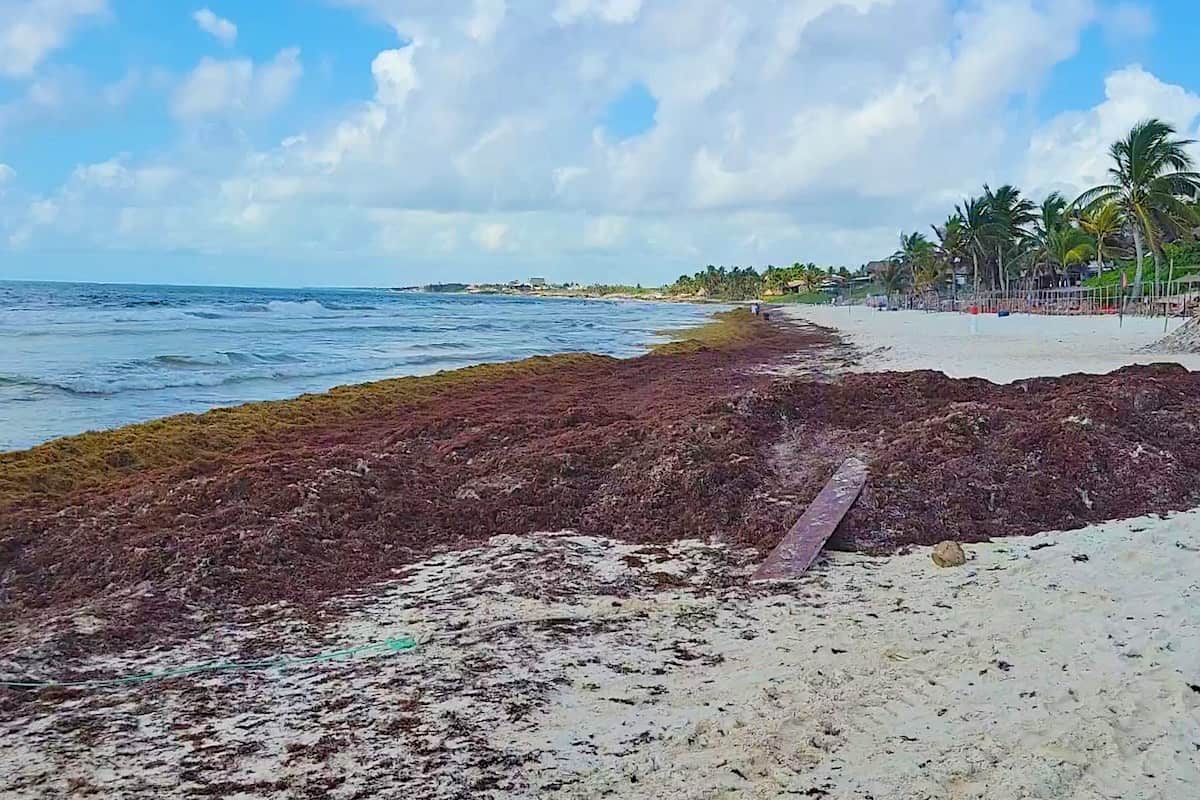 Sargassum seaweed in Tulum 2022. 