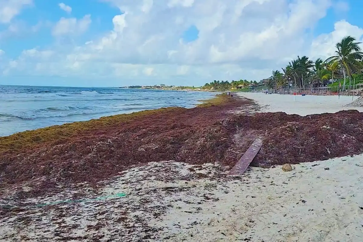 Sargassum seaweed in Tulum 2022. 