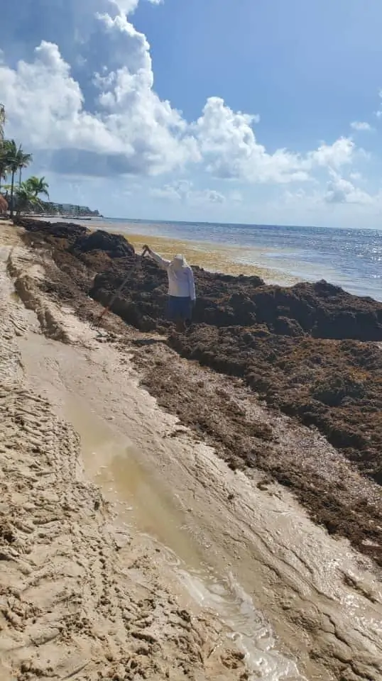 Sargazo seaweed in Cancun Riviera Maya on July 19, 2021.