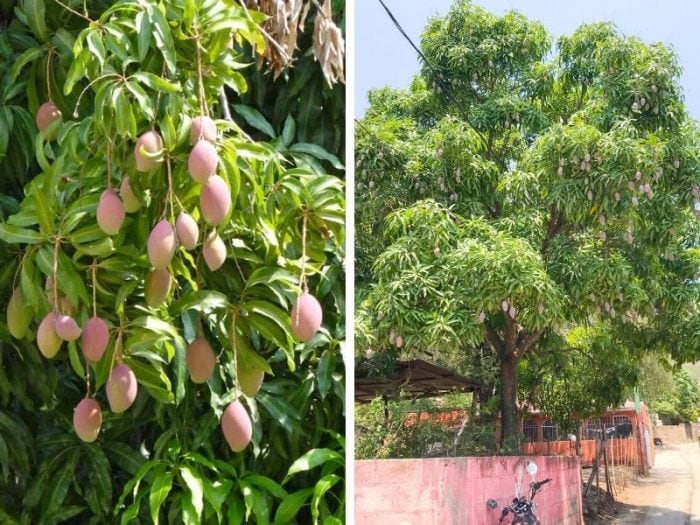 mango trees in Mexico and Guatemala