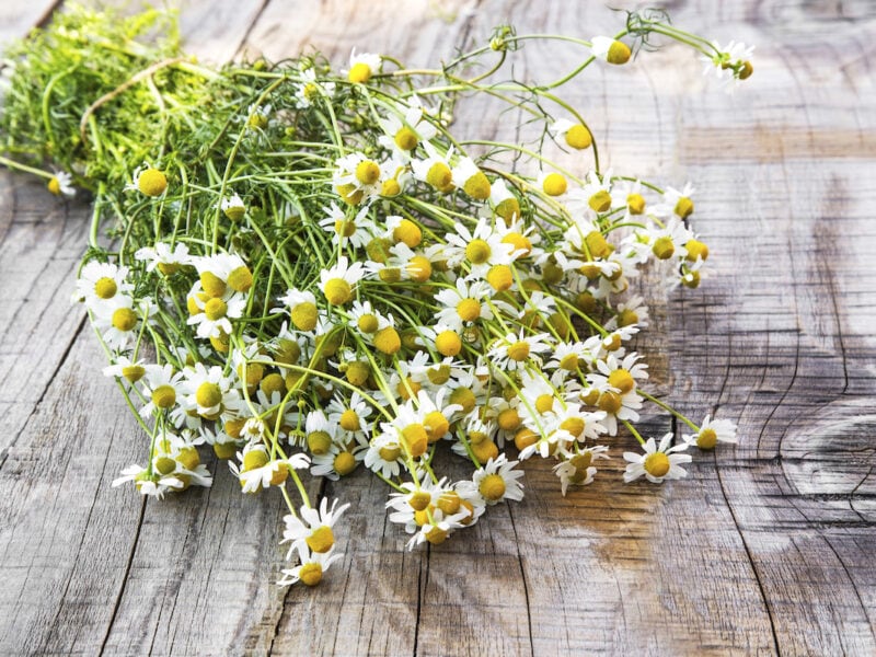 Fresh chamomile flowers on a wooden background