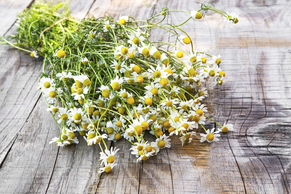 Fresh chamomile flowers on a wooden background.