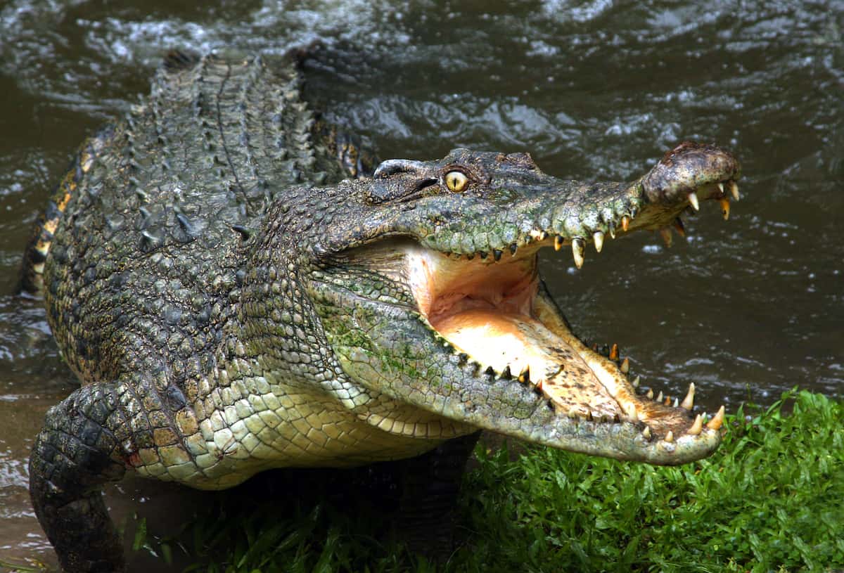 Crocodile in the water. 