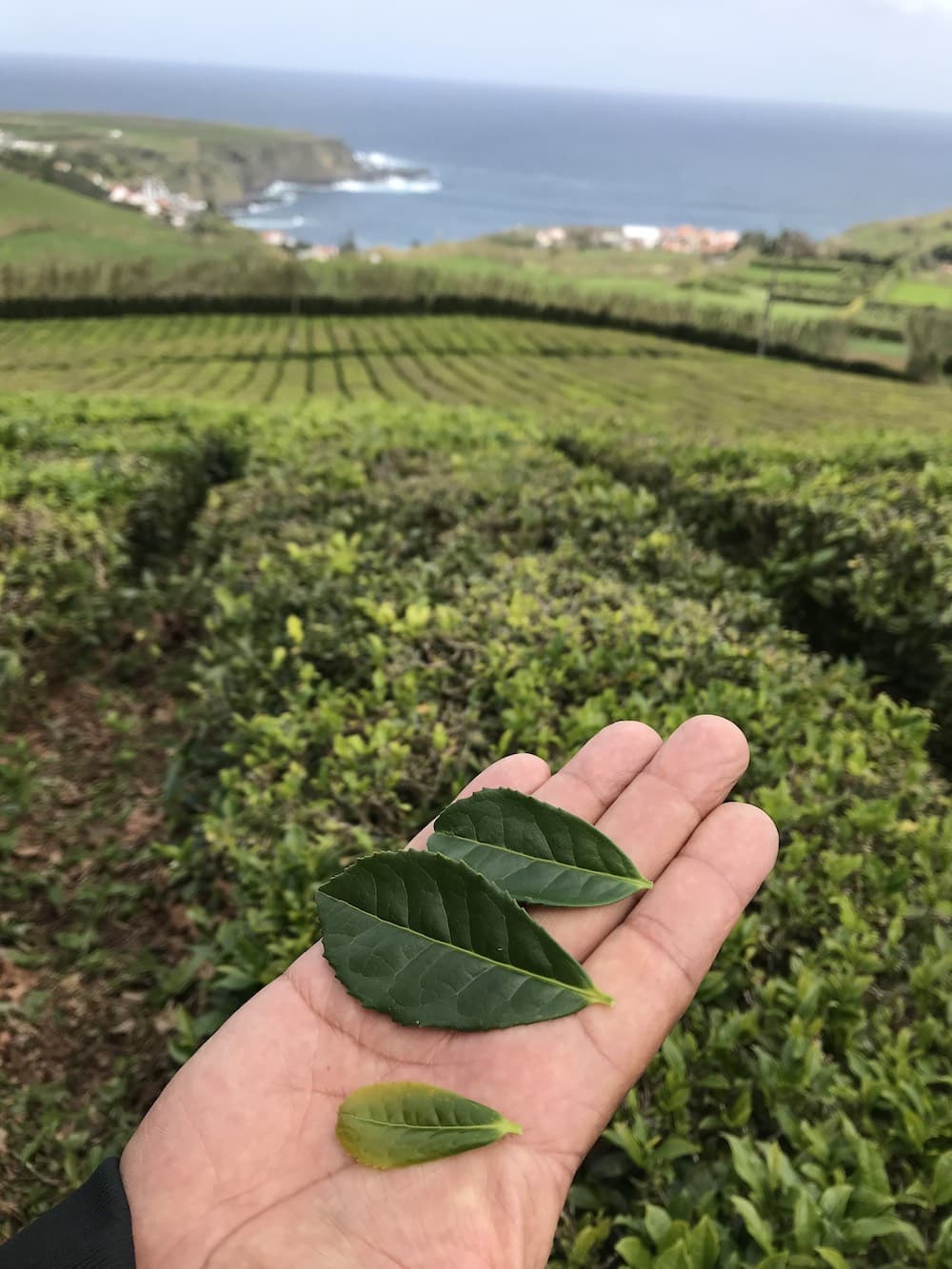 A man's hand holding three sizes of tea leaves at Tea Porto Formoso in Azores.