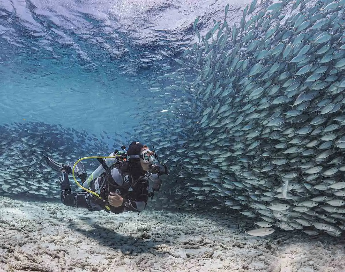 Diver encountering fish underwater in Bonaire.