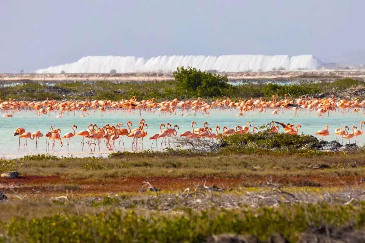 A flock of flamingos on Bonaire.