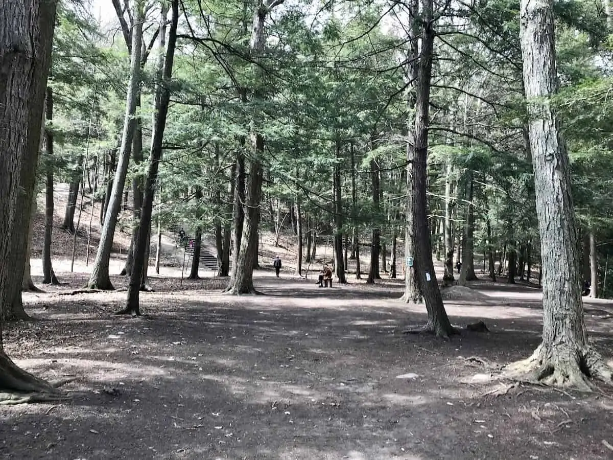 Tall trees in the Carolinian forst at Rouge National Urban Park.