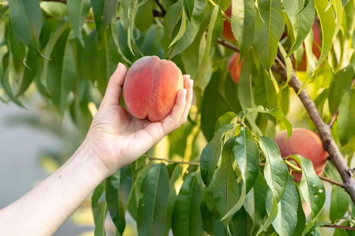 Person's hand picking fresh peaches in an orchard..