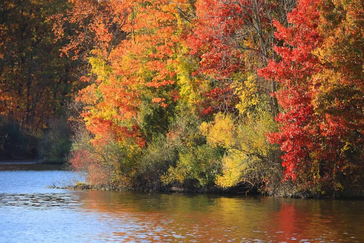 View of fall foliage on a lake.