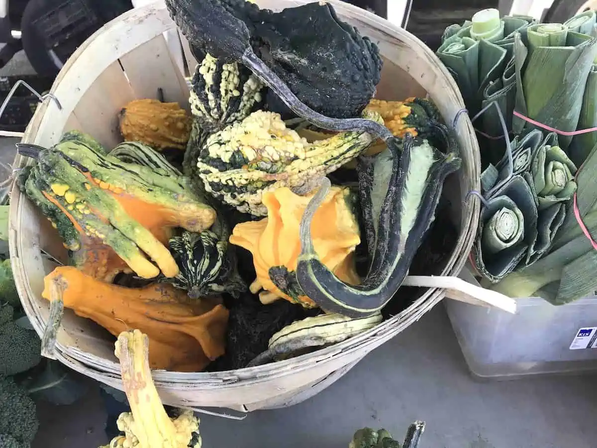 Gourds in a wicker basket in Lakefield, Ontario.. 