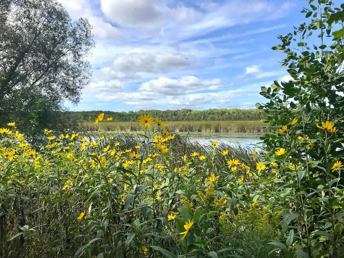 Marsh Conservation Area in Lakefield Ontario.