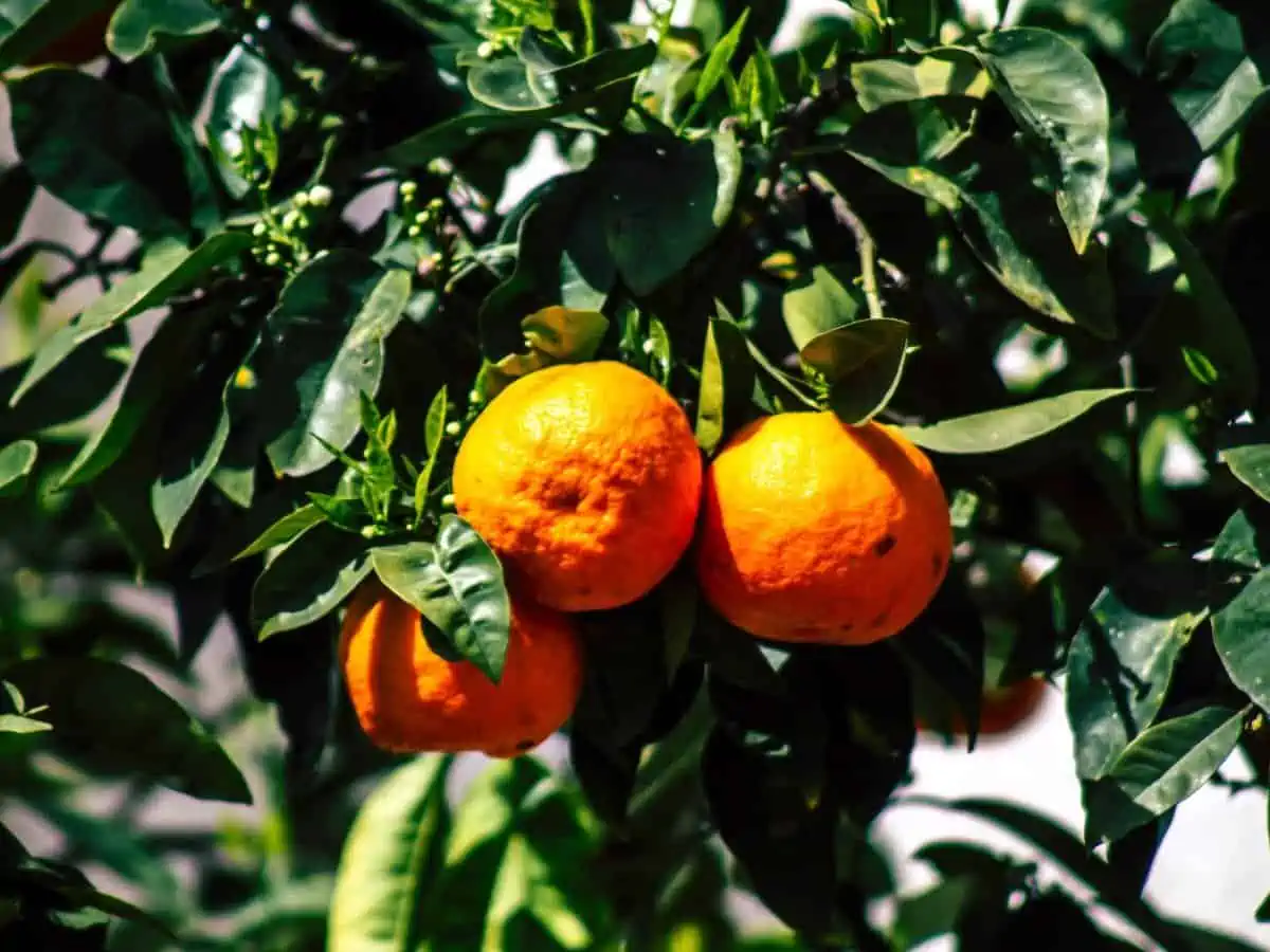 Orange tree in Cyprus.