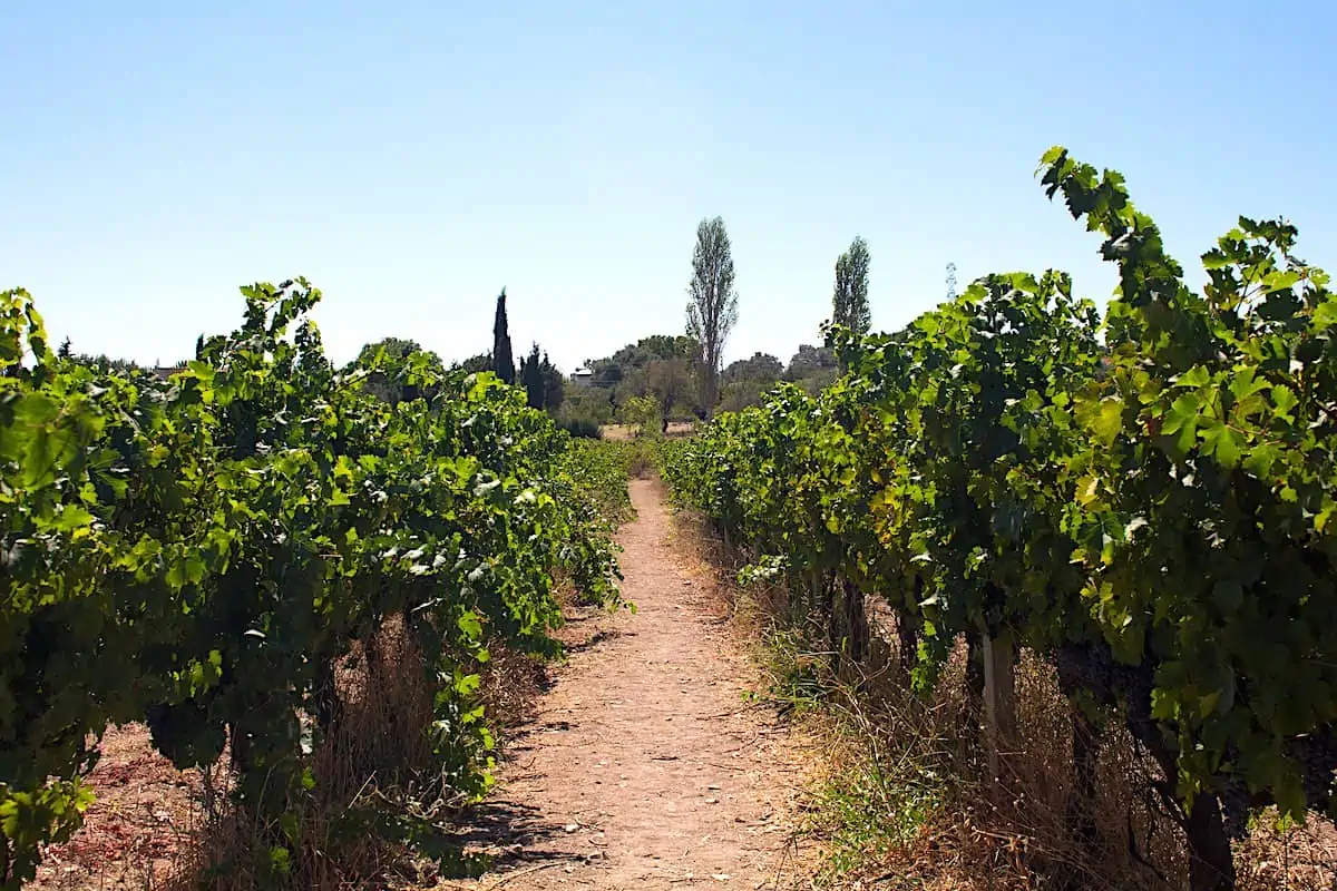 View of Aegean vineyard located in Urla district of Izmir province in Turkey. It is a sunny summer day.