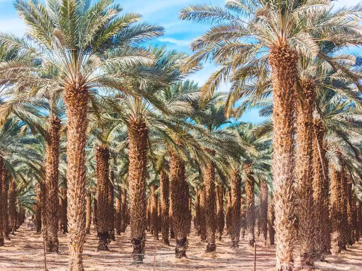 Date palm trees in rows.