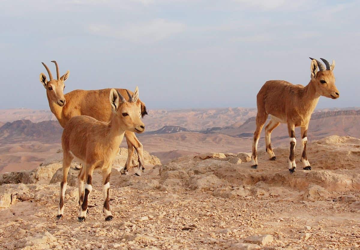 Ibex in the Negev, Israel.