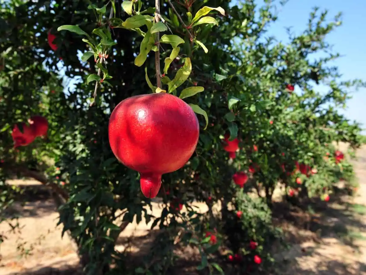 Pomegranates on a tree in Israel. 