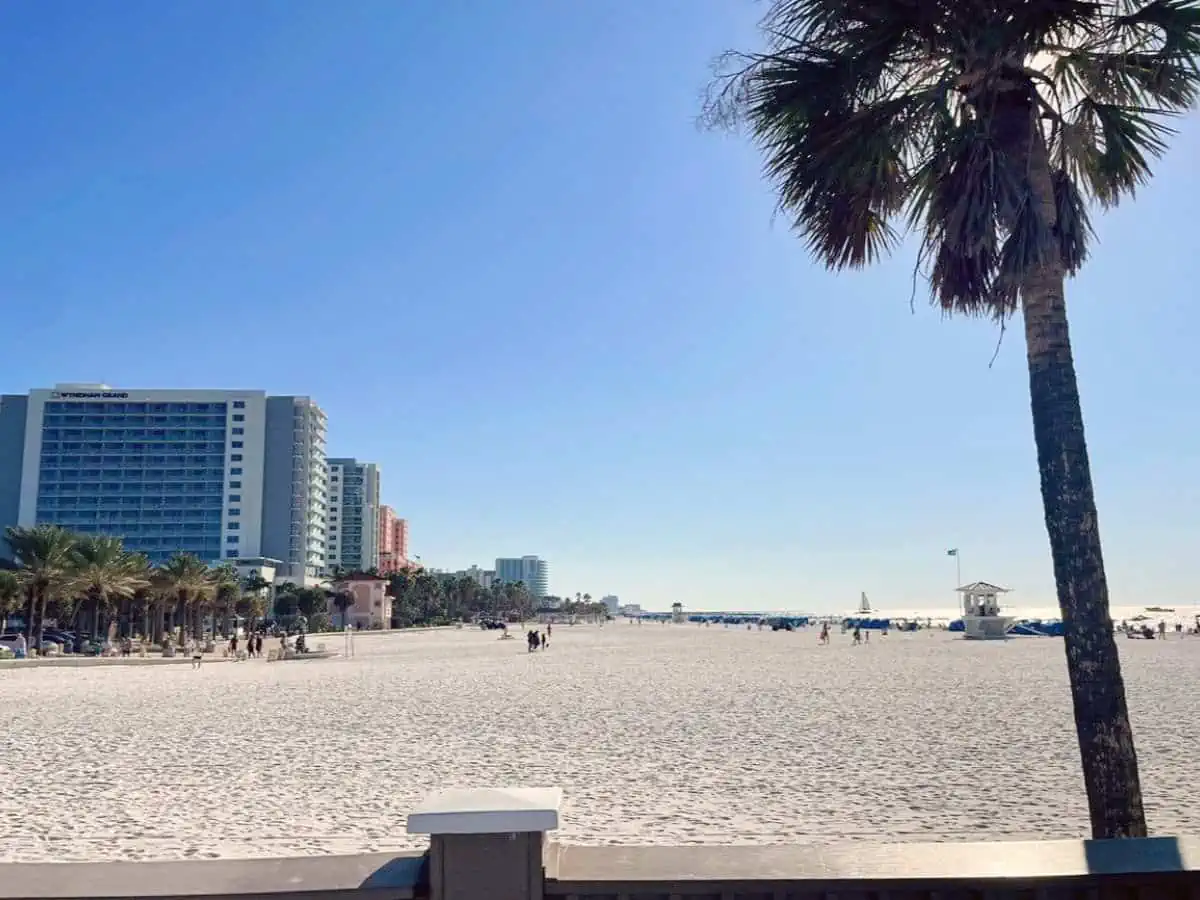 Clearwater Beach with palm tree and condos.