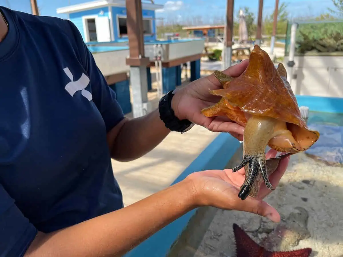 Person holding conch. 