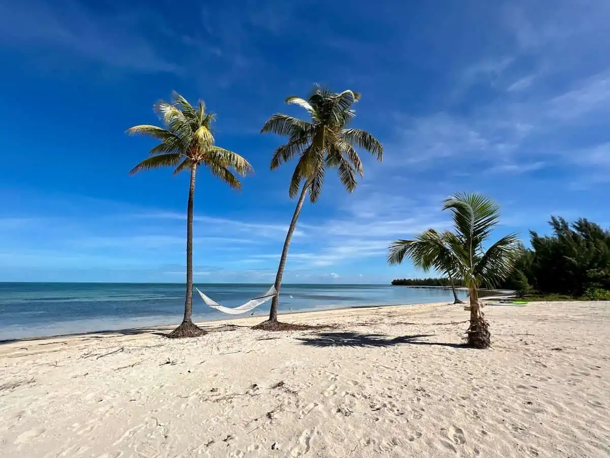 Beach with palm trees and hammock. 