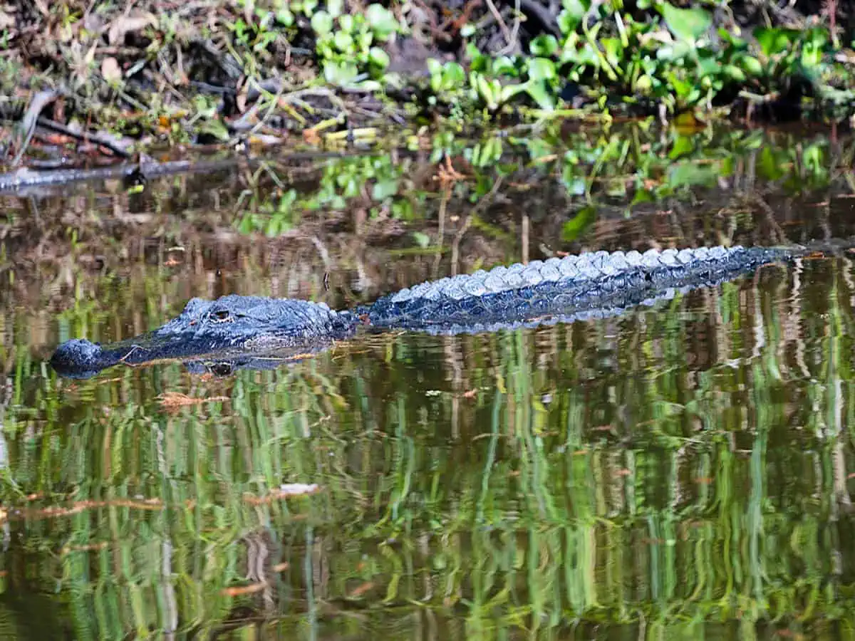 Alligator in water in nature.