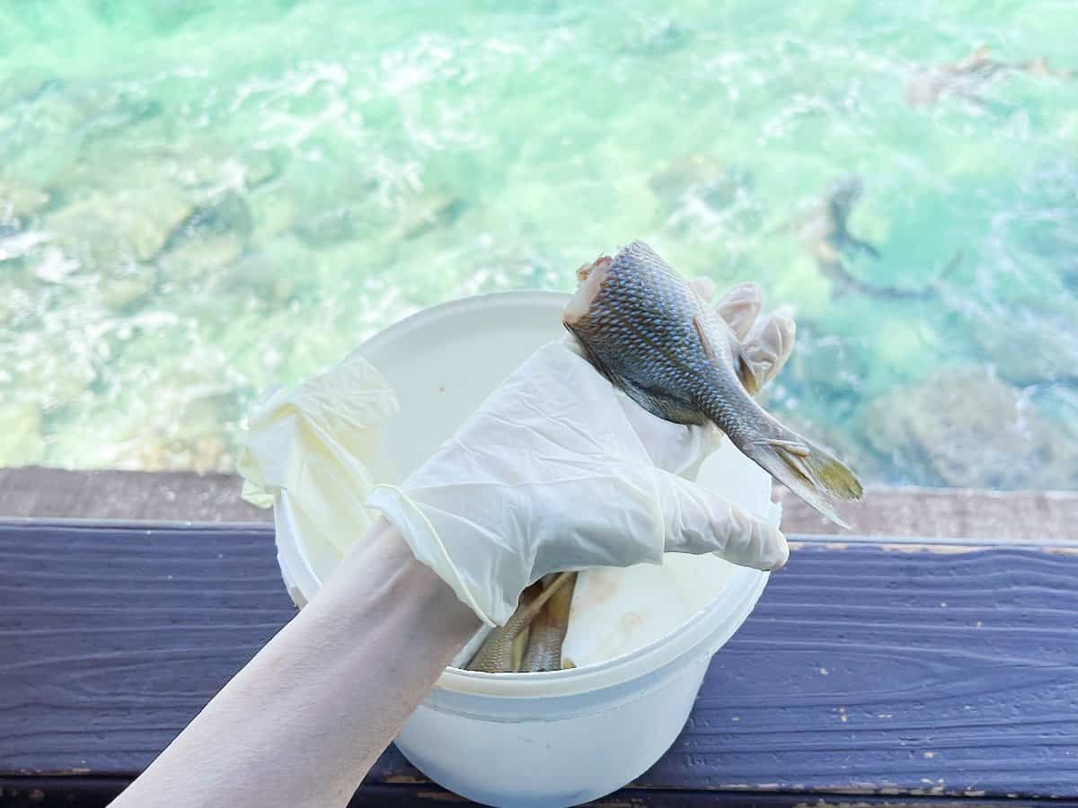 Bucket of fish with hand holding fish. 