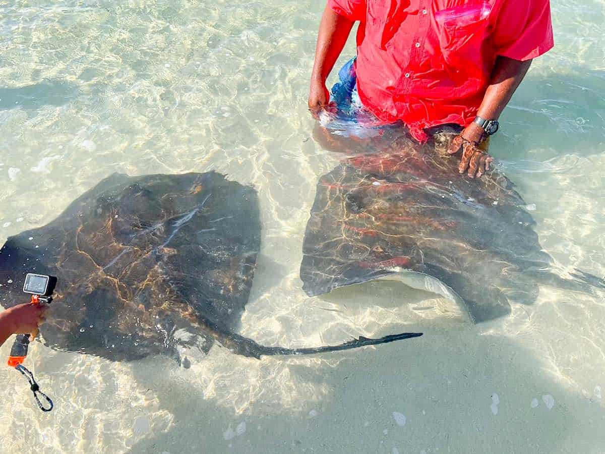 Keith Cooper communes with two stingrays in a stingray encounter in Freeport, Bahamas.