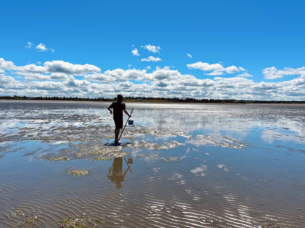 A man clam digging in Nova Scotia at low tide.