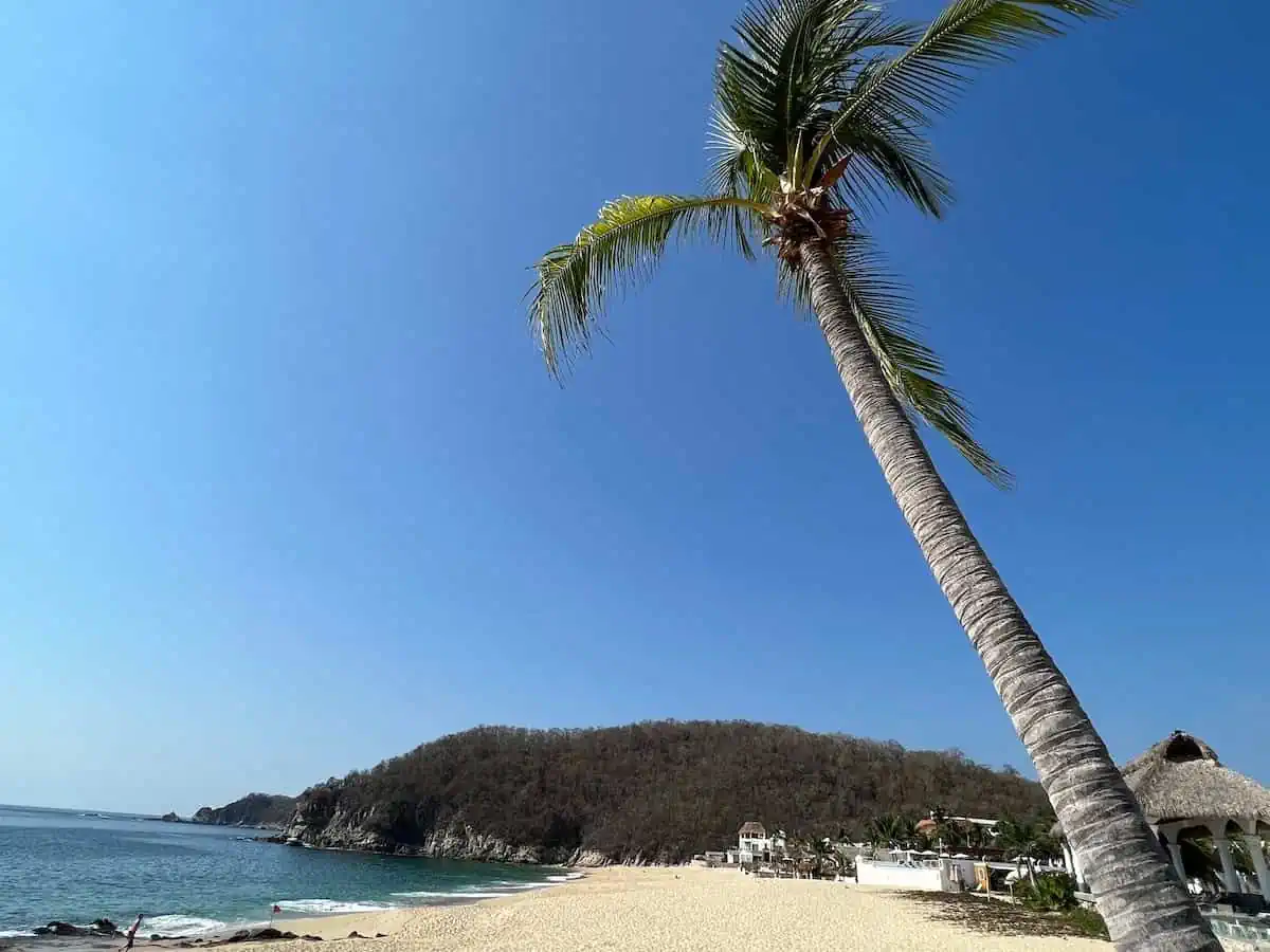 Lone palm tree at Playa Chahue the closest beach to La Crucecita. 