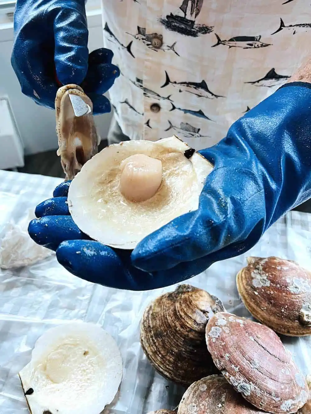 A man shucking scallops in Digby. 