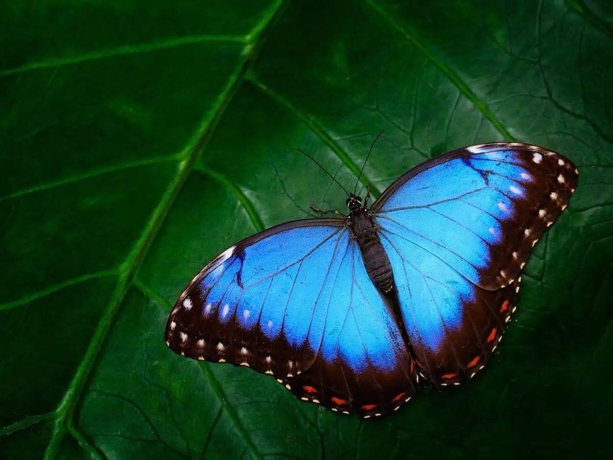 A morpho butterfly on a green leaf.