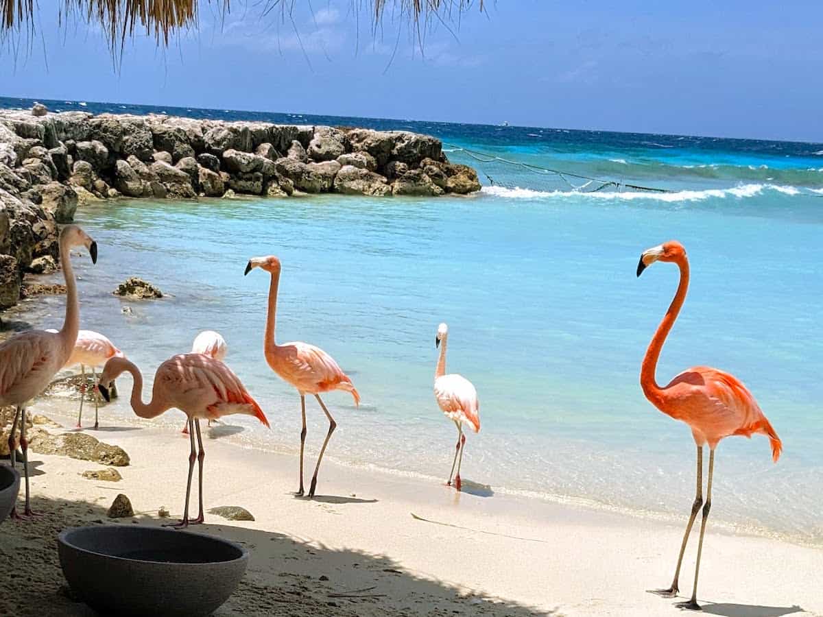 Coco the flamingo keeps an eagle eye on his little flamboyance on De Palm Island.