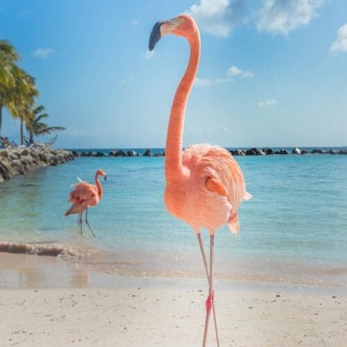 Seeing flamingos is a top thing to do in Aruba.