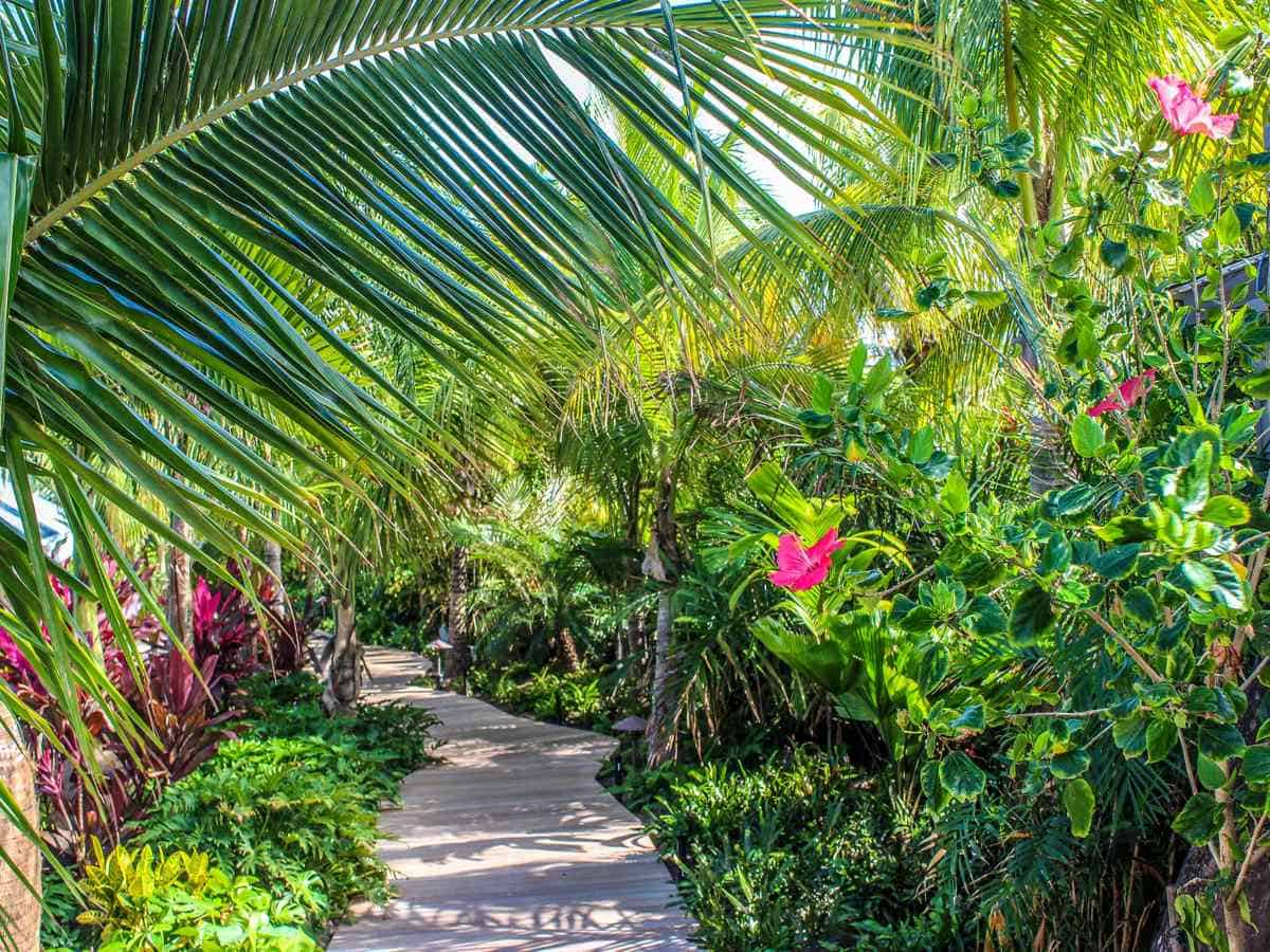 Tropical plants and flowers with a walking path.