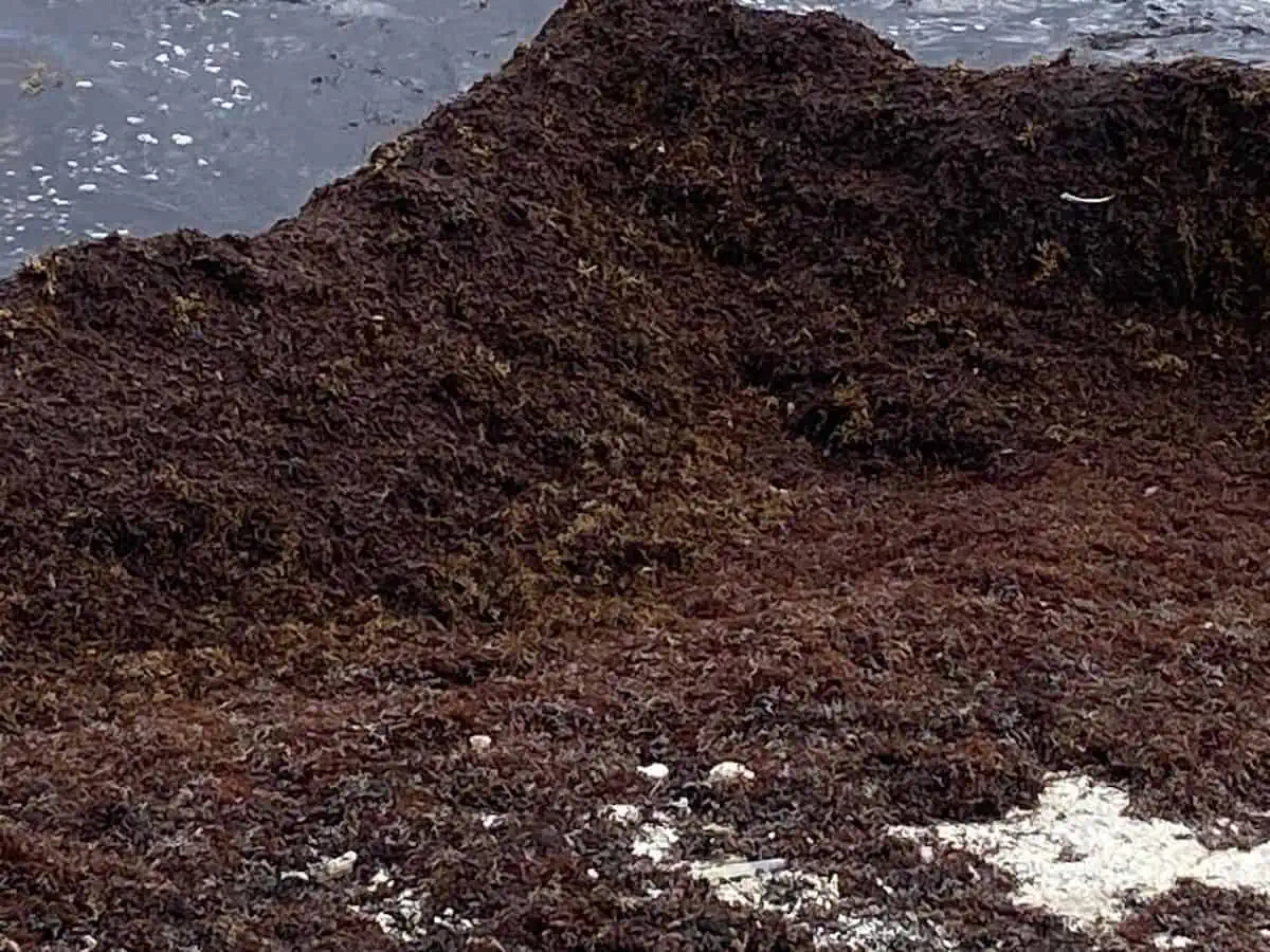 Sargassum seaweed on Akumal Beach in Mexico in 2023. 