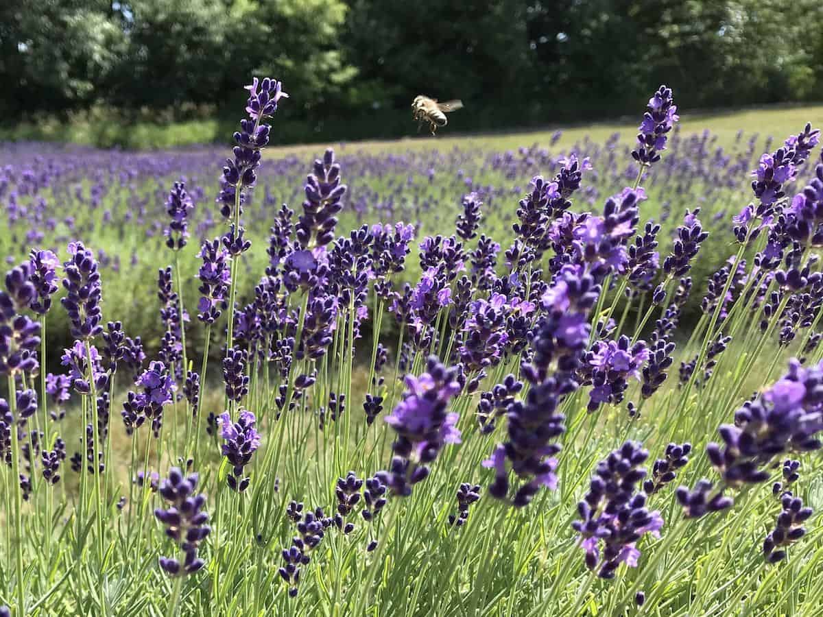 A field of lavender in bloom. 
