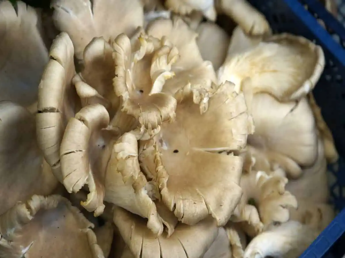 Basket of white mushrooms.