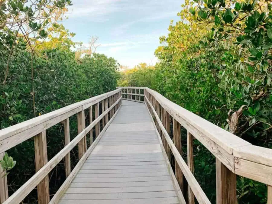 Wooden boardwalk with trees.