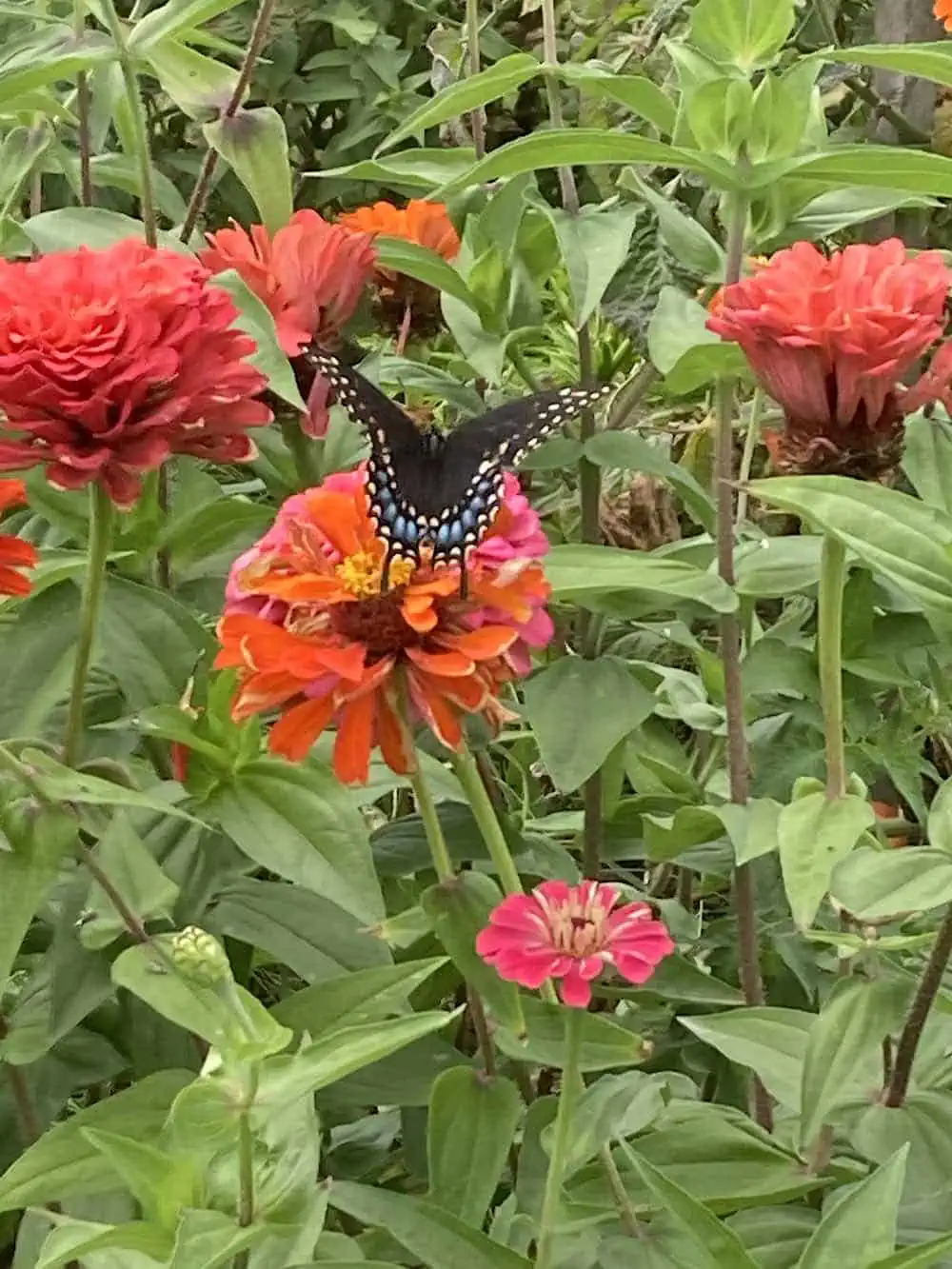 Butterfly on a red flower in a garden. 