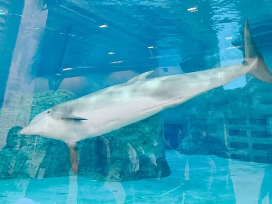 Dolphin swimming in aquarium.