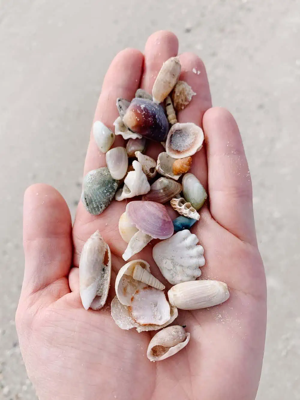 Hand holding seashells.